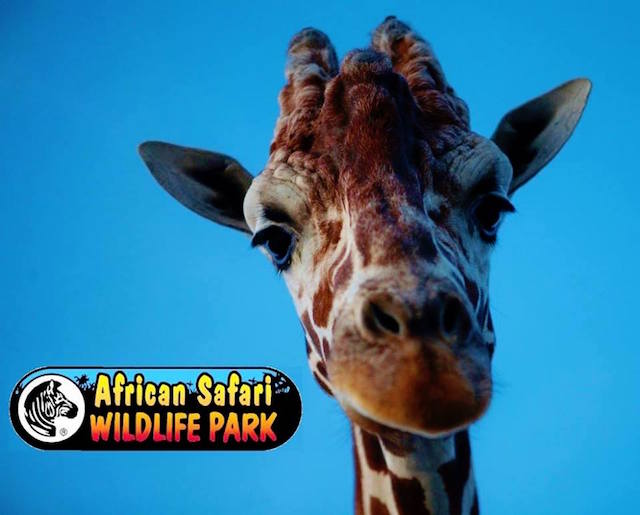 giraffe at African Safari Wildlife Park