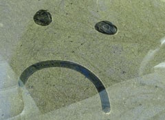 pollen on window.jpg