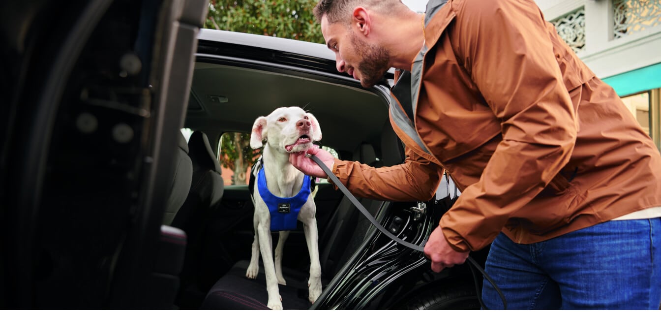 Subaru Impreza Sport rear seat being loaded with a dog on a leash in an urban setting.