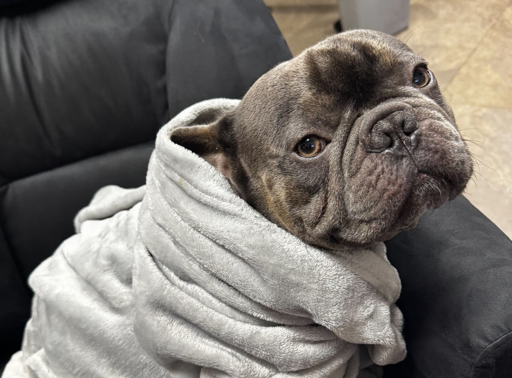 Raider the French Bulldog