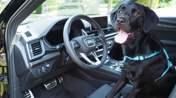 2020 Audi Q5 Wins Autotrader's Best Car For Dog Lovers Award
