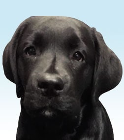 Staff member Floyd Sapone from 9ac574e00556