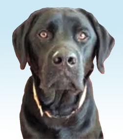 Staff member Tugg Sapone from 9ac574e00556