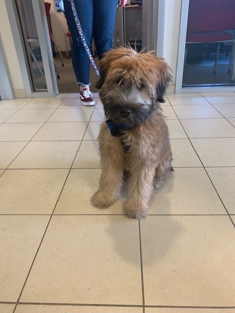 Village Pointe Toyota puppy