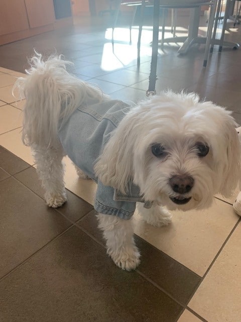 Village Pointe Toyota small dog