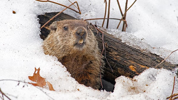 groundhogday.jpg