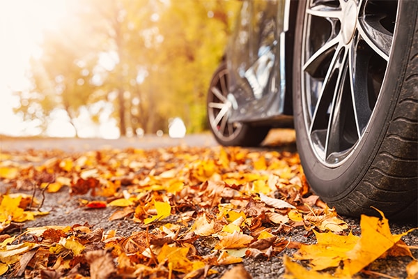 autumn-leaves-tire.png