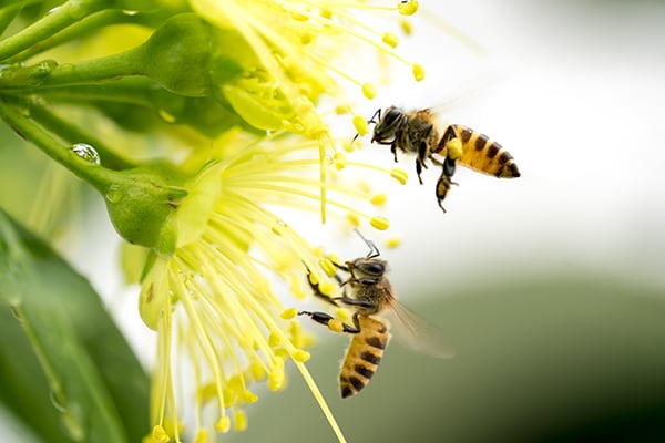 bees.png