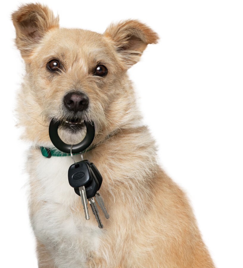 Subaru Dog Commercials - Dog Holding Keys
