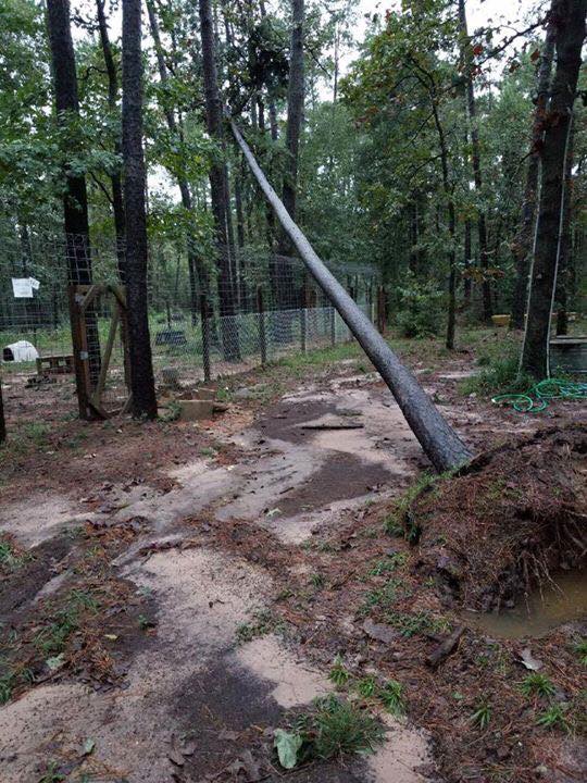 hurricane harvey cleanup volunteer help montgomery magnolia