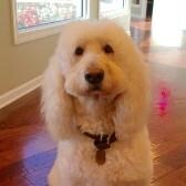 Staff member Rosie 2003-2016 from ID_e4e958809060