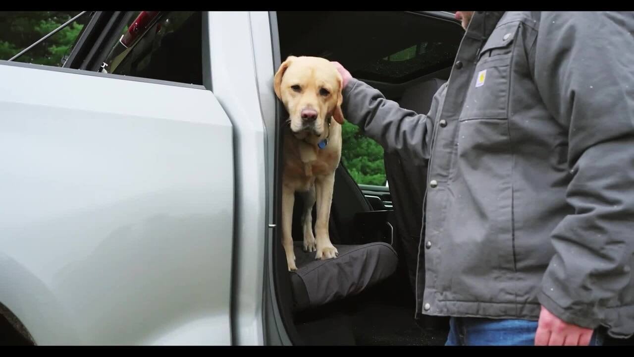 Dog sitting in a Chevrolet truck