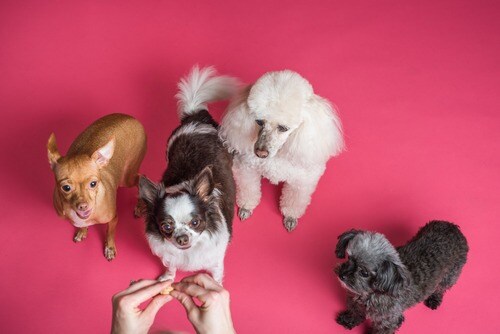 pexels-goochie-poochie-grooming-3299906 (1).jpg