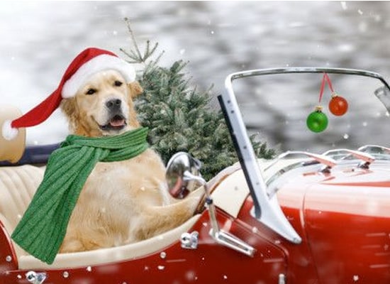 Holiday Travel Tips
