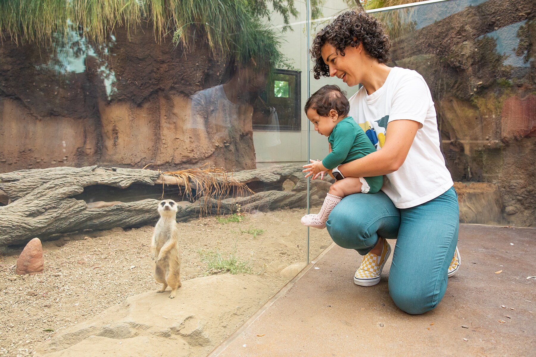 slender-tailed meerkats palo alto junior museum and zoo.jpg