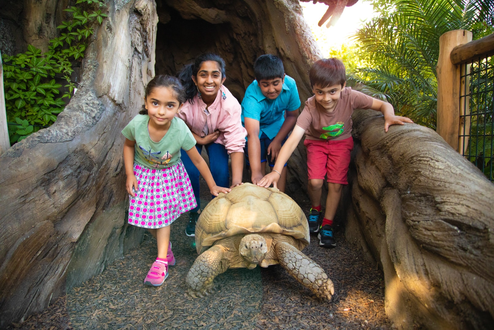 edward african spurred tortoise palo alto junior museum and zoo.jpg