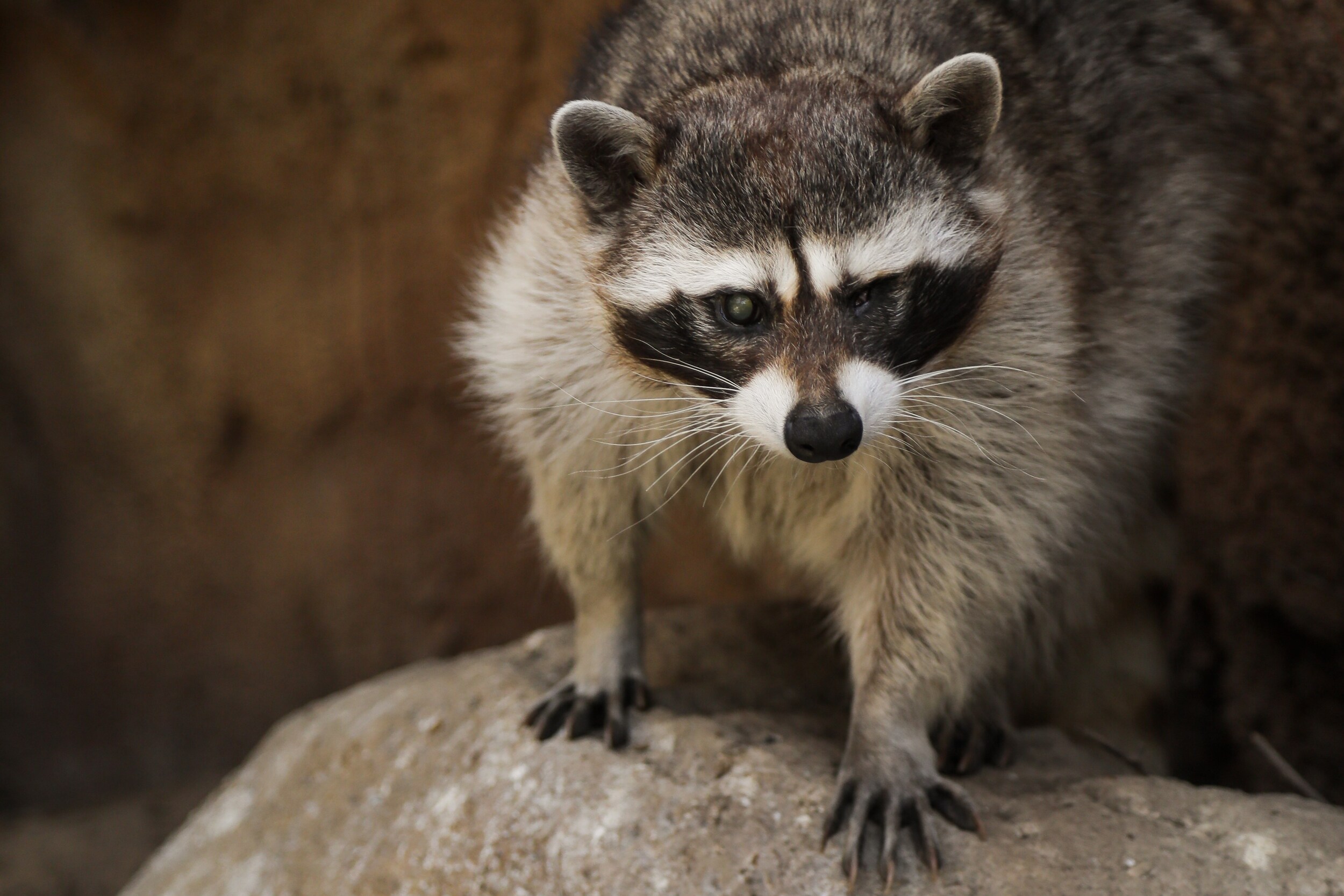 morty and bobby the raccoon palo alto junior museum and zoo.jpg