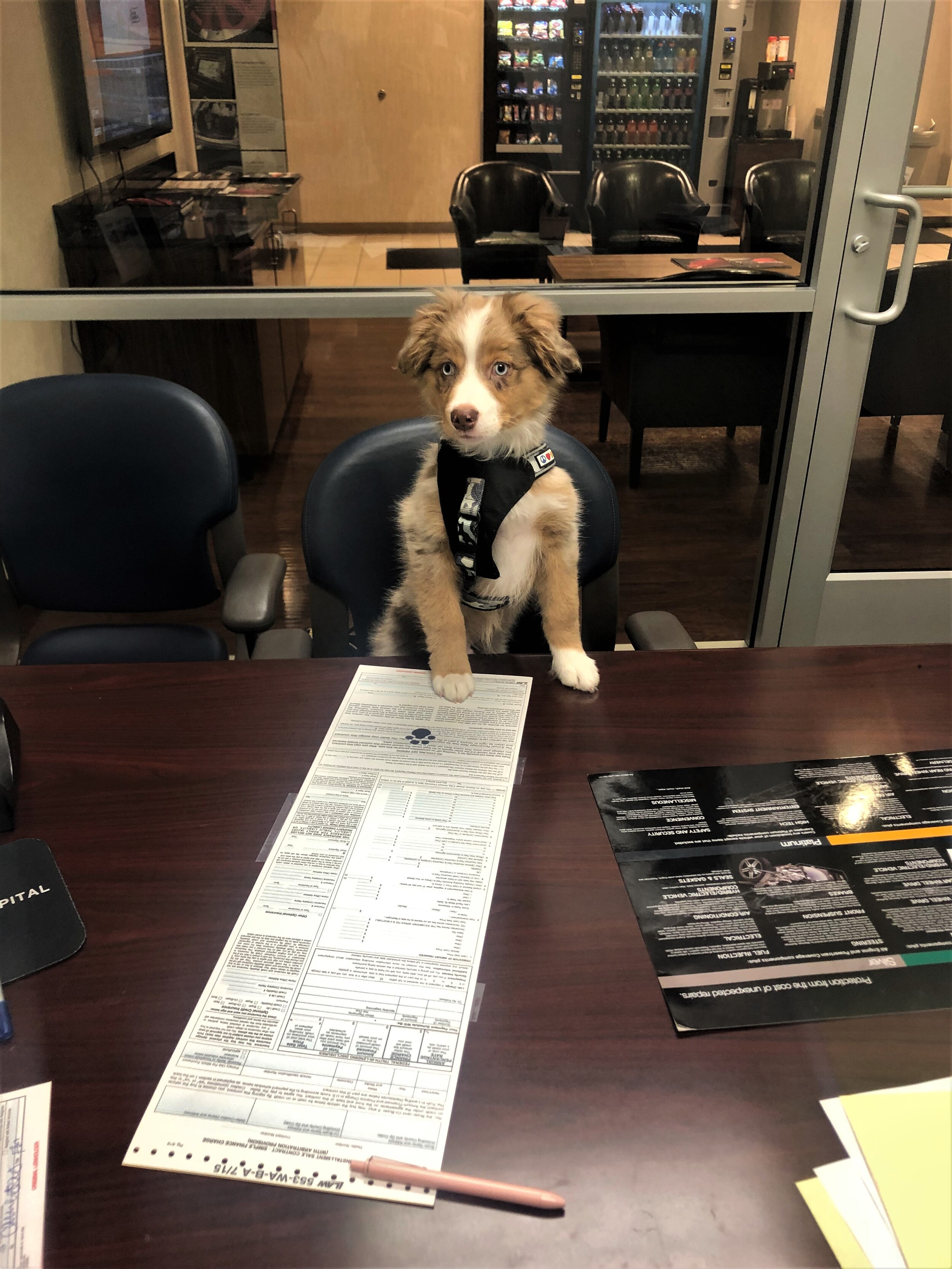 Mazda Pawfect Deal.jpg