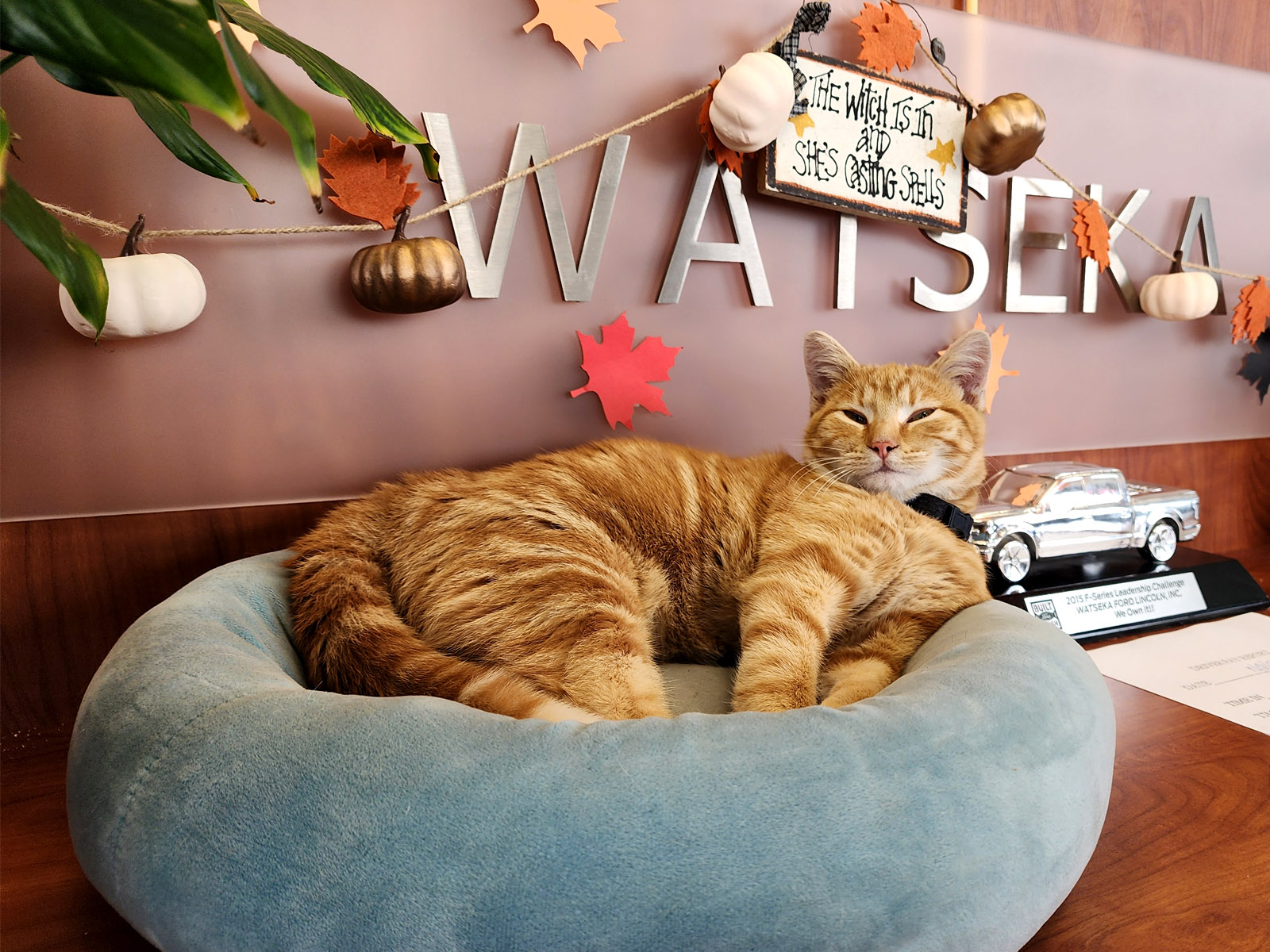 Staff member WAG from ID_8f8718e681a2
