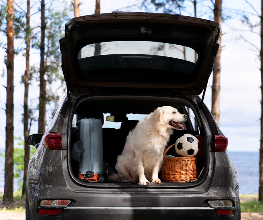 Personalize My Vehicle in Henrico, VA | SUC with the trunk open and a dog sitting in the trunk happy 