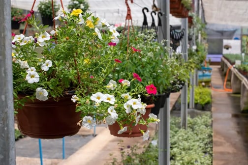 flowers handing in pots at nursery-504x336.jpeg