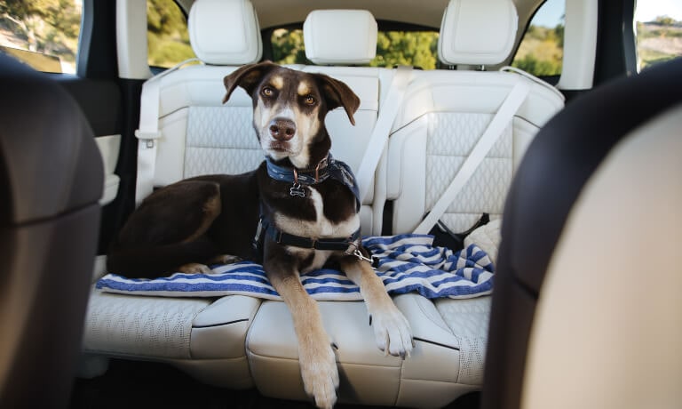 2026 Lincoln Nautilus back seats with dog
