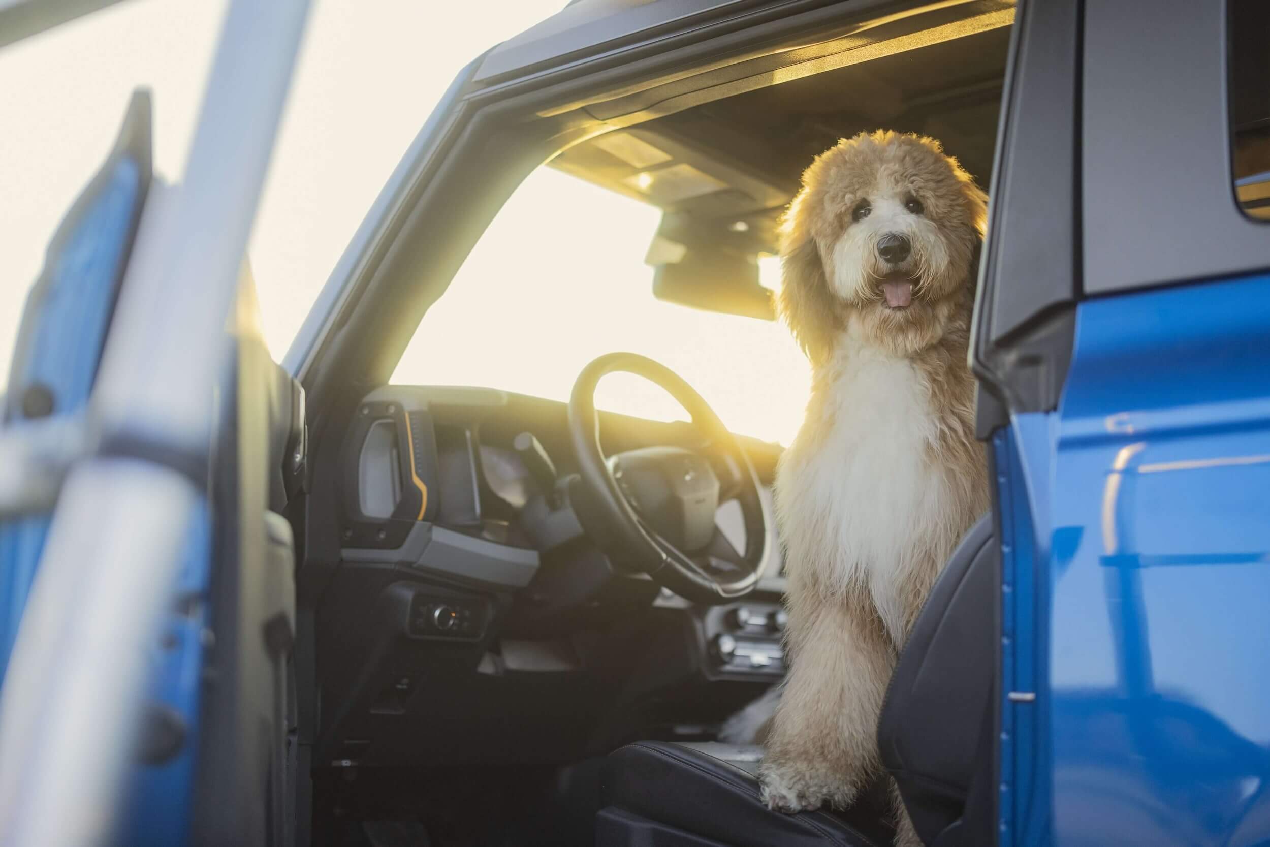 A cute dog sitting on the passenger side of the car in South Portland, ME