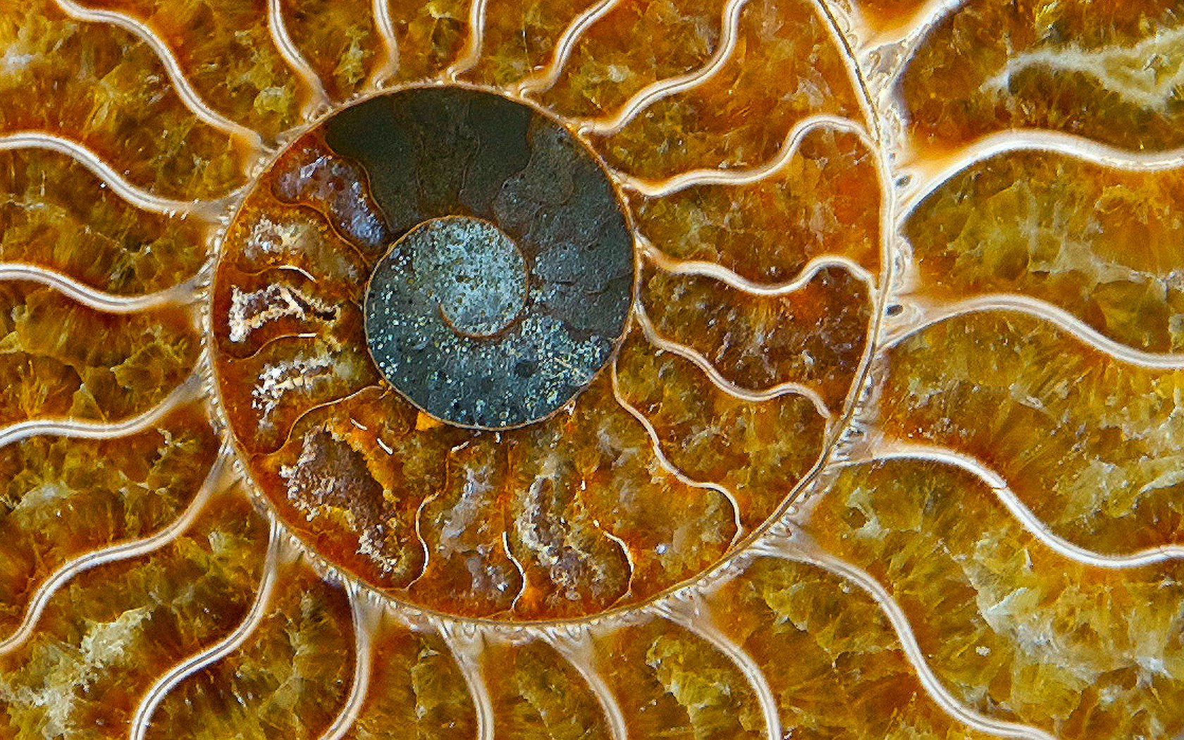 Fossil Park, Sylvania, Ohio