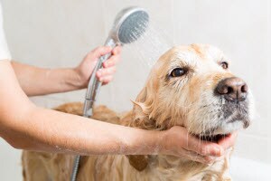 top rated dog groomers in my area