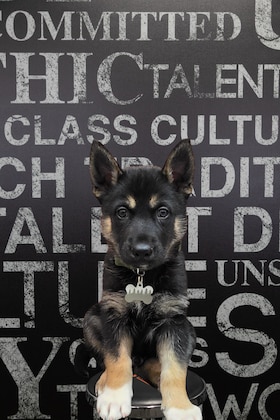 Staff member Ace from 410005c4ebb9