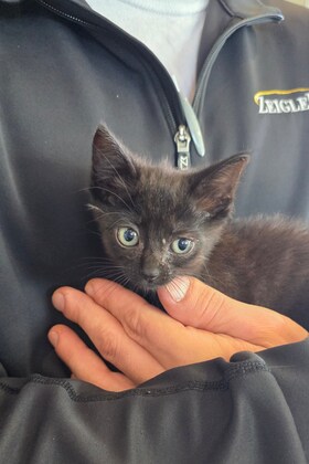 Staff member Civic from 410005c4ebb9