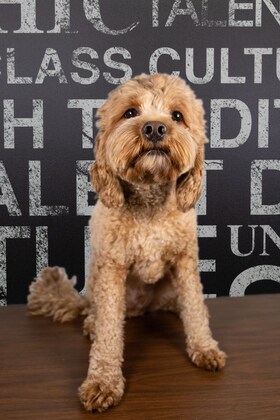 Staff member Trace from 410005c4ebb9